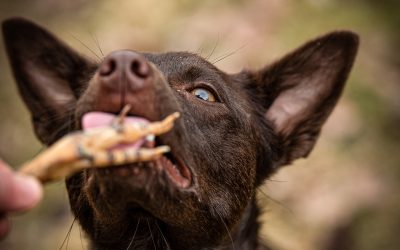 Vilket tuggben passar min hund?