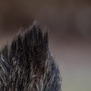 Vildsvinsöra-01