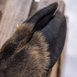 Viltben med päls & klöve