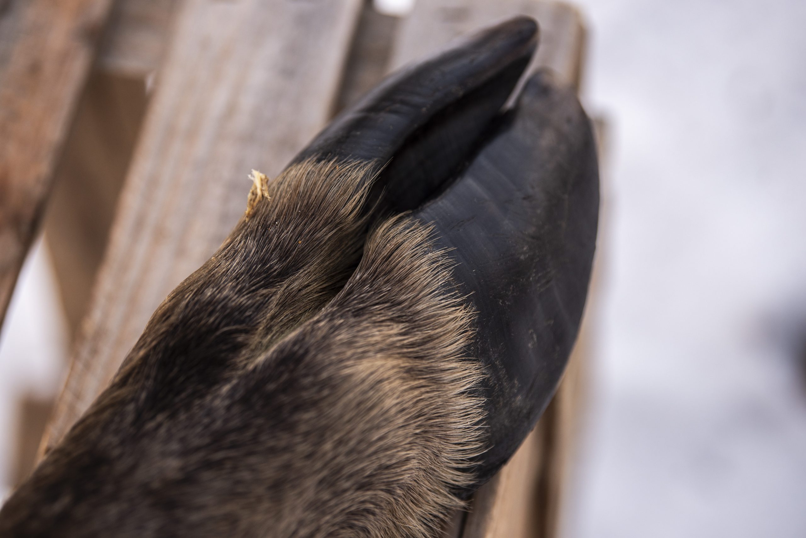 Viltben med päls & klöve